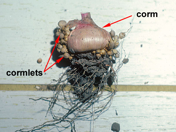 Corm Images