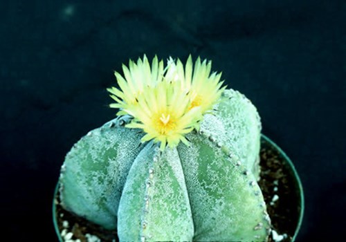 Bishops Cap Cactus (AAstrophytum myriostigma)
A blooming plant in a 4.5 inch pot.