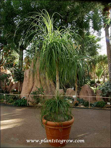 Pony Tail Palm (Beaucarnes recurvata) 
A nice large potted plant.