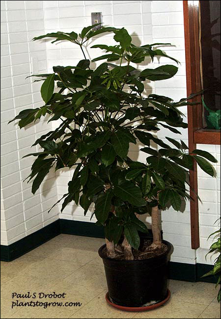 Umbrella Plant (Schefflera actinophylla)
This plant is over 25 years old.  I grew it from seed and every spring we cut all the leaves off the plant and cut it back.