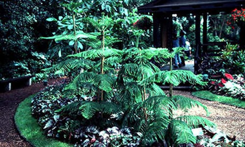 A group of 5'-6' tall plants.