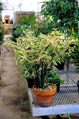 zigzag plant availability zigzag plant availability