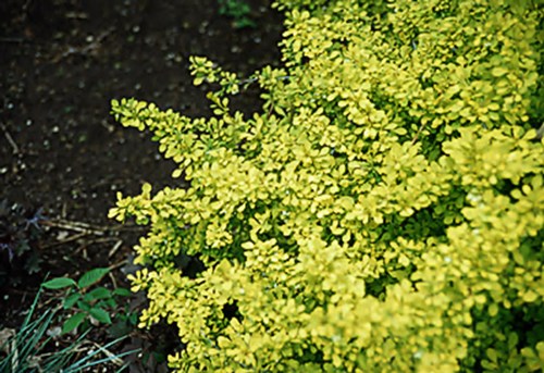 Close up picture of the very yellow (aurea) spring foliage.