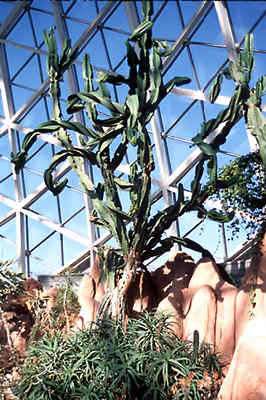 A large mature plant.