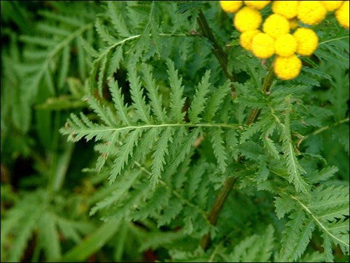 The fern-like pinnately compound leaf (Aug 5)