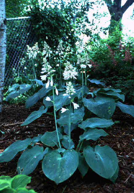 Blue Angel Hosta (Hosta sieboldi) 
Notice how the flowers are bore high above the foliage.  These plants are around 3 years old in the garden (2000)