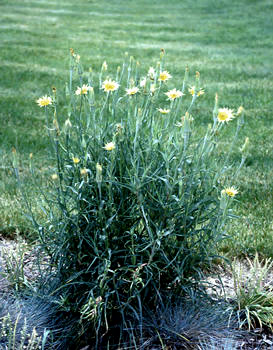 Yellow Goats Beard (Tragopogon dubius)
This plant just popped up in my garden.  I let it grow long enough to key it out. After the picture session, I ripped it out by the roots.