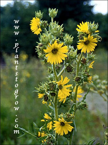 A group of flower of the Compass Plants (Silphium laciniatum).