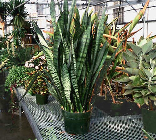 Probably the most common of all of the Sansevieria.  This plant can get 3' tall.
