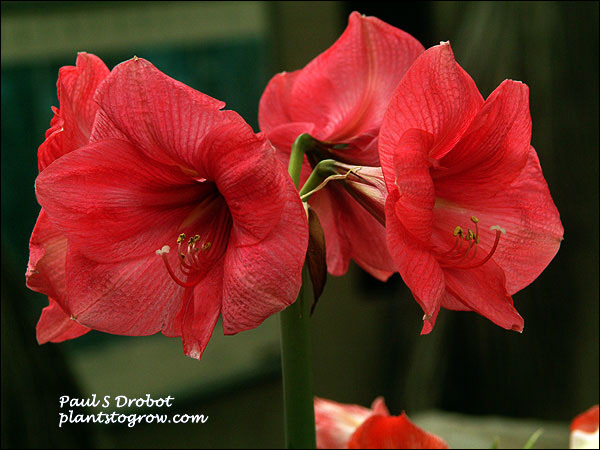Amaryllis (Hippeastrum) 
The flower is made up of 6 tepals