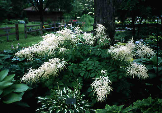 A mature plant in bloom, in the shade of a tree.