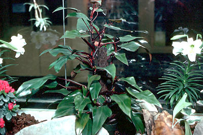 I use to call this Red Prince Philodendron ???
