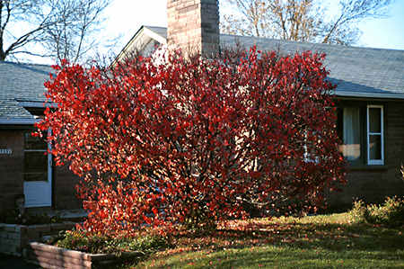 Burning Bush (Euonymus alatus)
Driving down the street I spotted this large old specimen. I stop and asked the owners if I could photograph the plant (they thought I had a few screws loose).