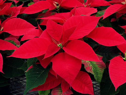This Poinsettia cultivar is called "Red Satin".  The bright red structures are called bracts and are modified leaves.