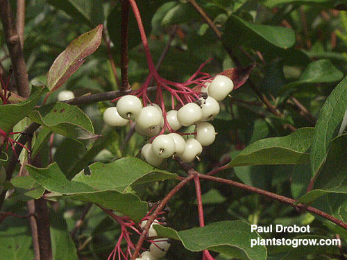  Cornus racemosa (Gray Dogwood) Tree Seed, White Flowers, White  Berries with red Stems, You Choose The Quantity (1 Pack) : Patio, Lawn &  Garden
