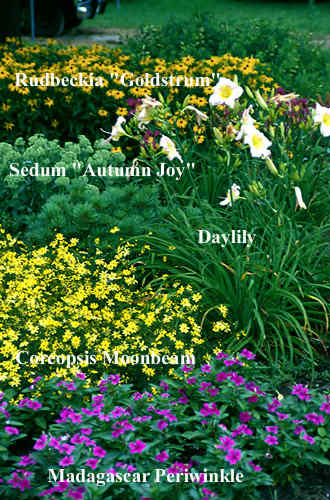 A mixture of annuals, perennials and shrubs.