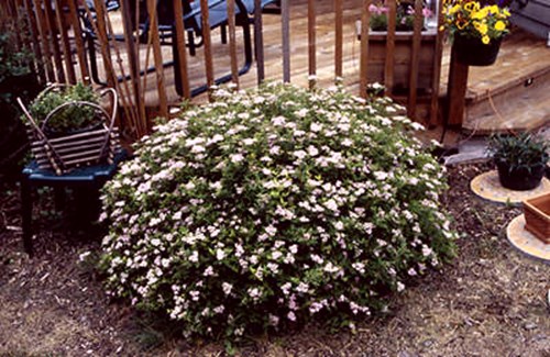 The Little Princess Spirea will maintain the neat globular habit if pruned on a yearly to bi-yearly basis.