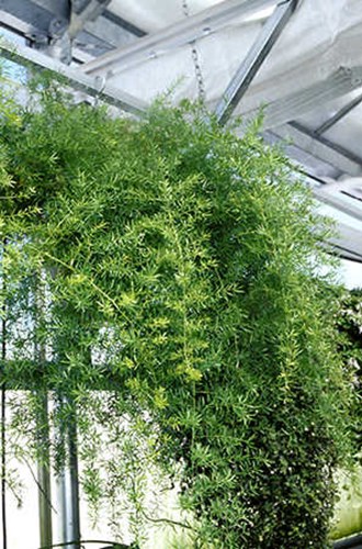 A large plant growing in a greenhouse.