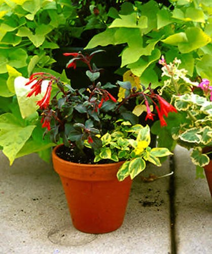 The red flowering plant is a Fuschia and the yellow variegated plant is Lantana 