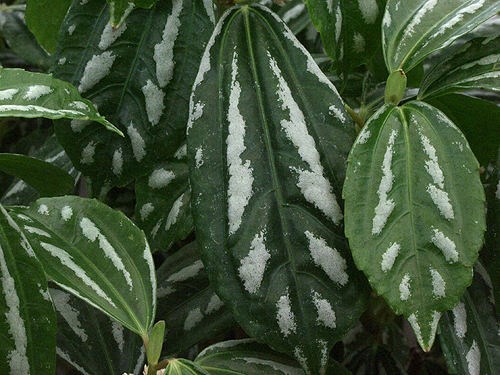 The aluminum colored raised areas of the leaf are offset by the dark green color of the leaf.
