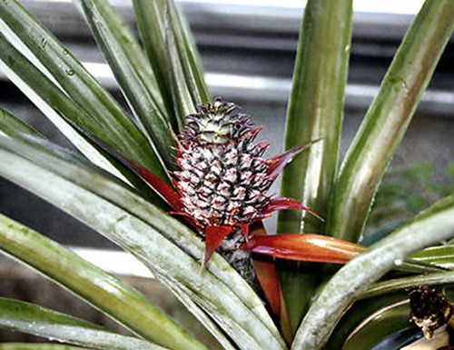 A small pineapple developing on the plant.