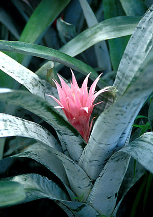Silver Vase Plant (Aechmea fasciata)
Colorful pink flower (bracts) of this plant.