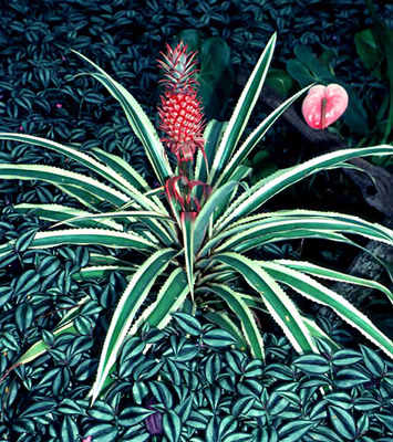 A large plant with a small pineapple on the top.  The pink flower to the side is an Anthurium and the ground cover plant is Inch plant.