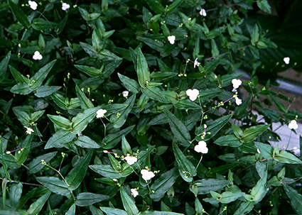 Bridal Veil (Gibasis)
The white flowers can be produced in profuse amounts under the proper cultural conditions.