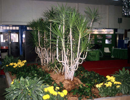 Some very large plants used in a garden at a home show.