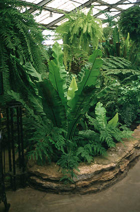 A 4-5 foot fern in a Conservatory.