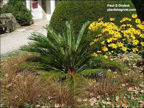 Sago Palm (Cycas revoluta) 
A large potted plant growing outdoors.