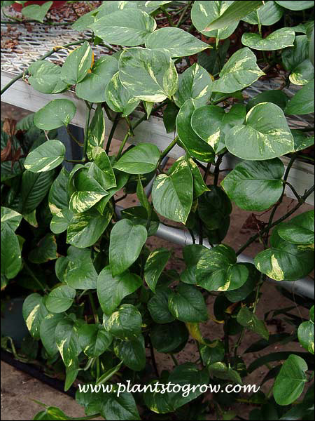 Devil's Ivy (Epipremnum aureum)