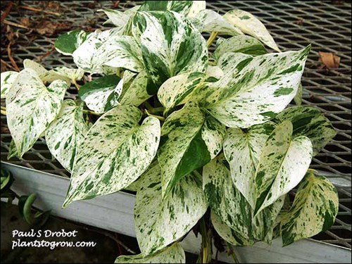 Marble Queen Devil S Ivy Epipremnum Aureum Plants To Grow Plants Database By Paul S Drobot
