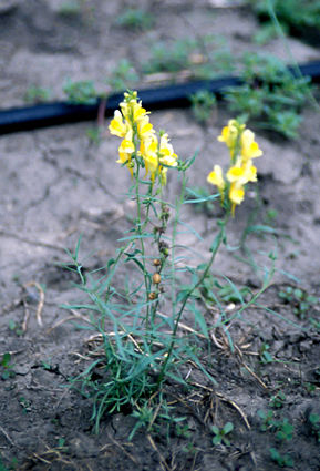 Butter and Eggs Toadflax (Linaria vulgaris)
A very pretty plant.