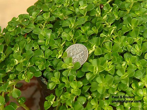 The dime gives a good reference to the size of the leaves.
