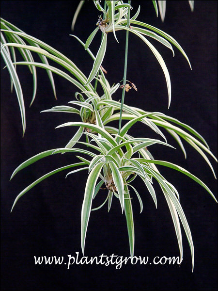 Reverse Spider Plant