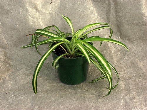 Spider Plant (Chlorophytum comosum) This plantlet has been in the 3.5