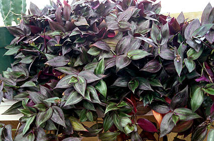 This is a purple leaf variety of the "Inch Plant".  The purple color is more pronounced when it is given a little more light.