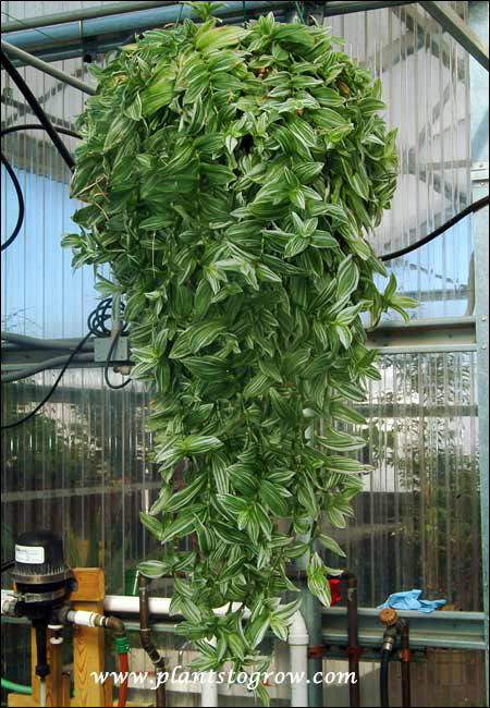 A ten inch hanging basket of the Variegated Inch Plant.