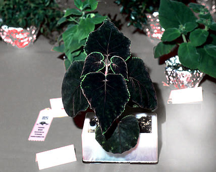 Unknown variety at an Episcia society show in Milwaukee, Wisconsin.