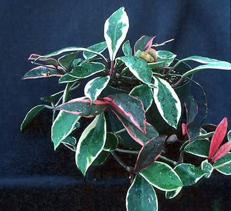 This plant is in a 4 1/2 inch pot.  It is exhibiting the great color of the leaves.  Eventually the red leaves will become variegated.