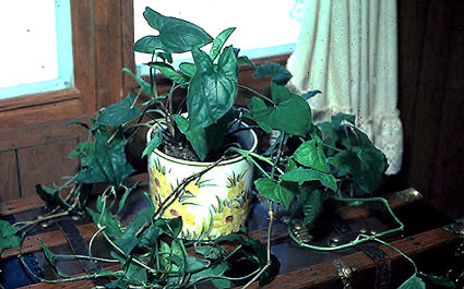 Synogonium "Emerald Gem" showing typical form of this plant. This plant is "double potted".  The production pot has been set inside of the decorative pot.