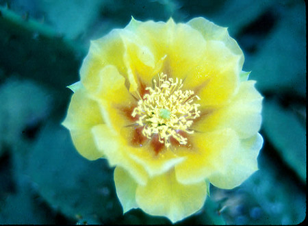 flower close-up