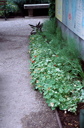 The variegated "Alaska" Nasturium planted with some Fennel.