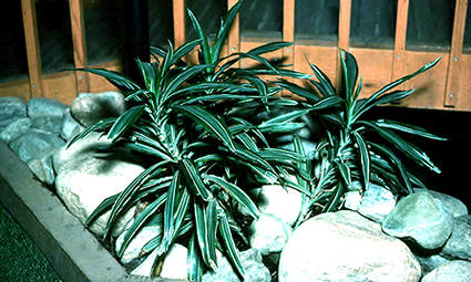 Some plants buried in rocks inside of a mall.