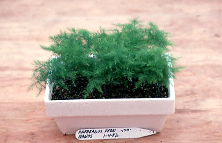 A small container of Aspargus Fern plumosus
