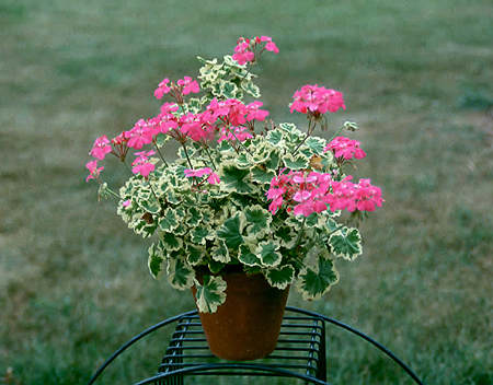 A pink flowering variegated Geranium late in the summer.