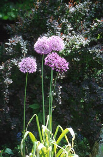 A great shot of some back lit Allium flowers against the back drop of Rosey Glow Barberry.