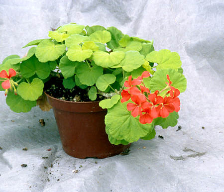 A very interesting plant with the lime green foliage and the orange flower. This plant is in a 6" pot.
