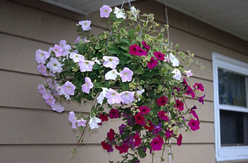 A basket with Purple and Misty Wave, along with some Variegated Swedish Ivy.